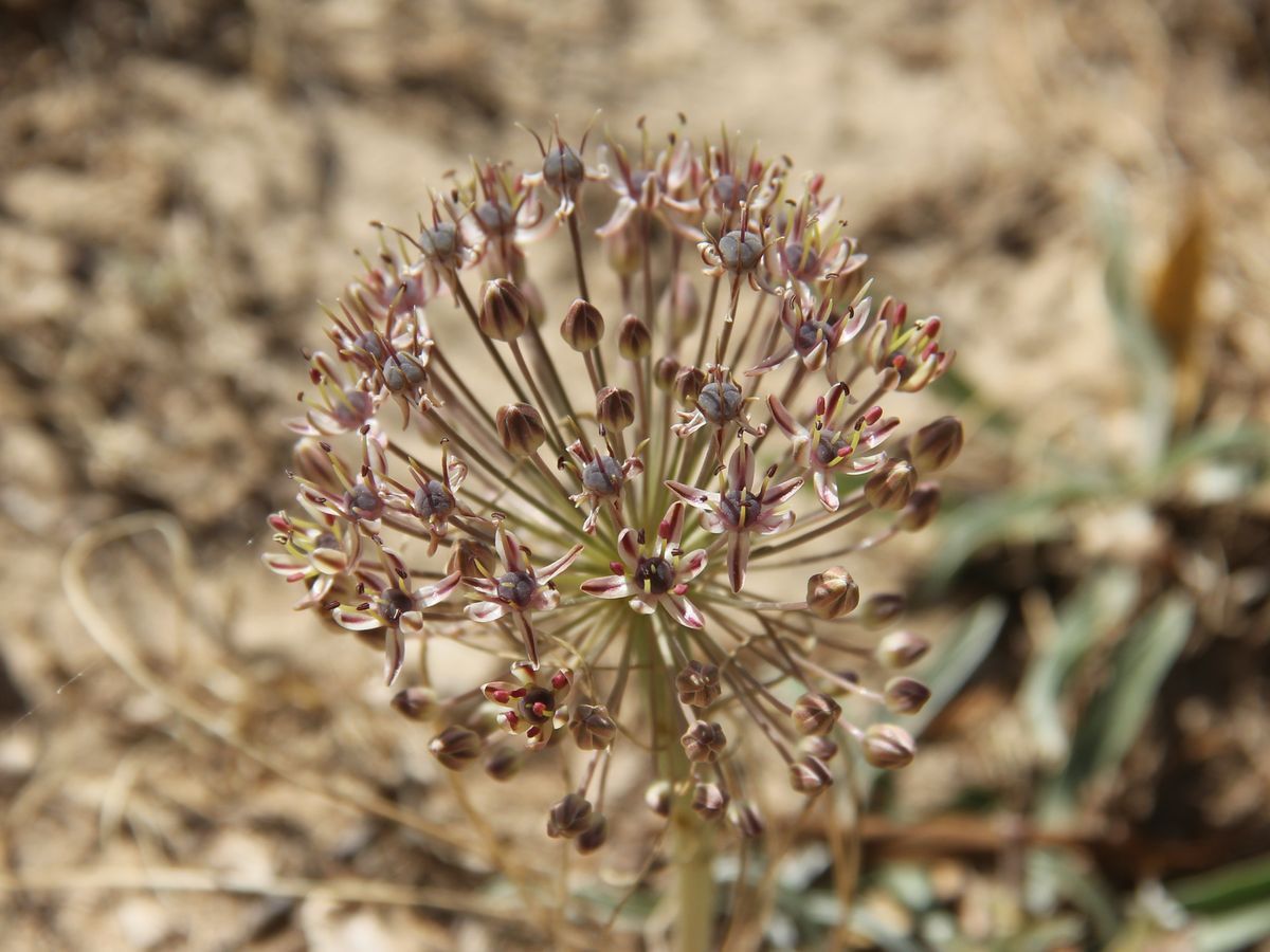 Image of Allium verticillatum specimen.