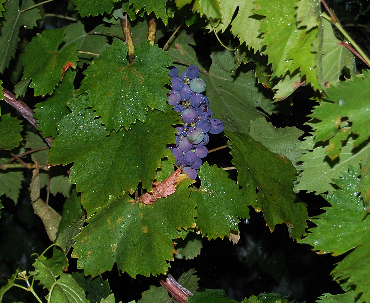 Изображение особи Vitis vinifera.