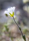 Cerastium alpinum. Верхушка побега с цветком. Кольский п-ов, Кандалакшский берег Белого моря, каменистая коса. 24.06.2015.