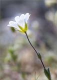 Cerastium alpinum