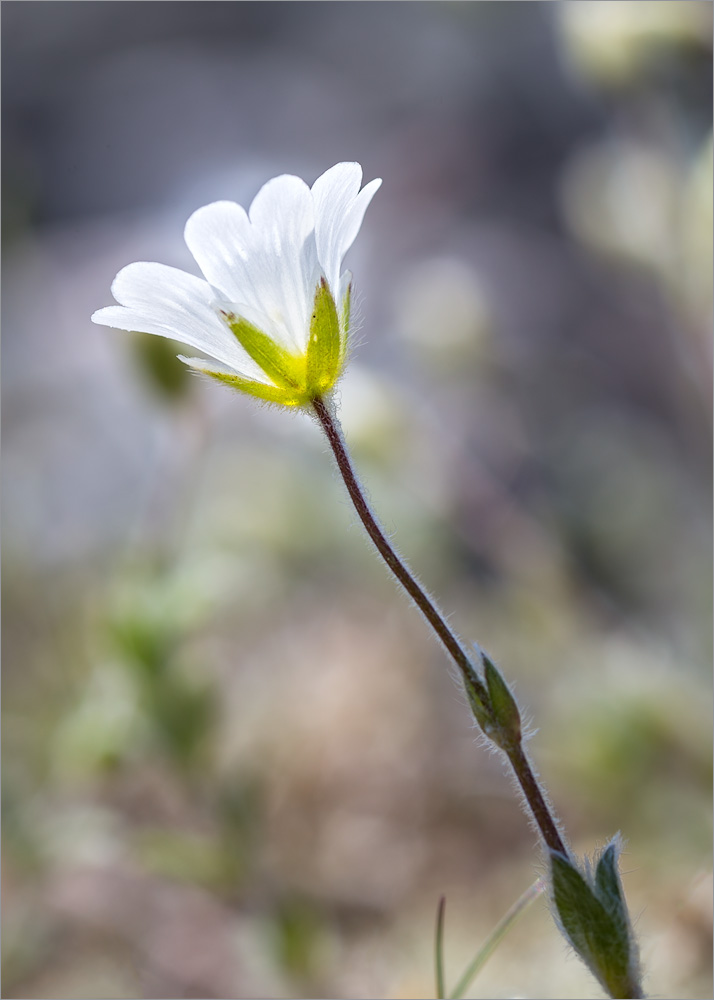 Изображение особи Cerastium alpinum.