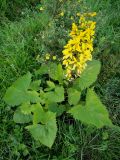 Ligularia stenocephala. Цветущее растение. Иркутская обл., Иркутский р-н, дер. Позднякова, в культуре. 07.08.2016.