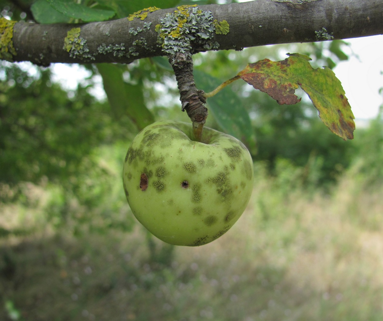 Изображение особи Malus orientalis.