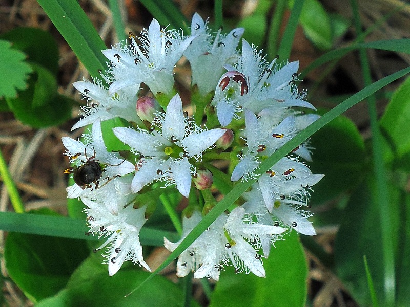 Image of Menyanthes trifoliata specimen.