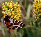 Solidago virgaurea ssp. jailarum