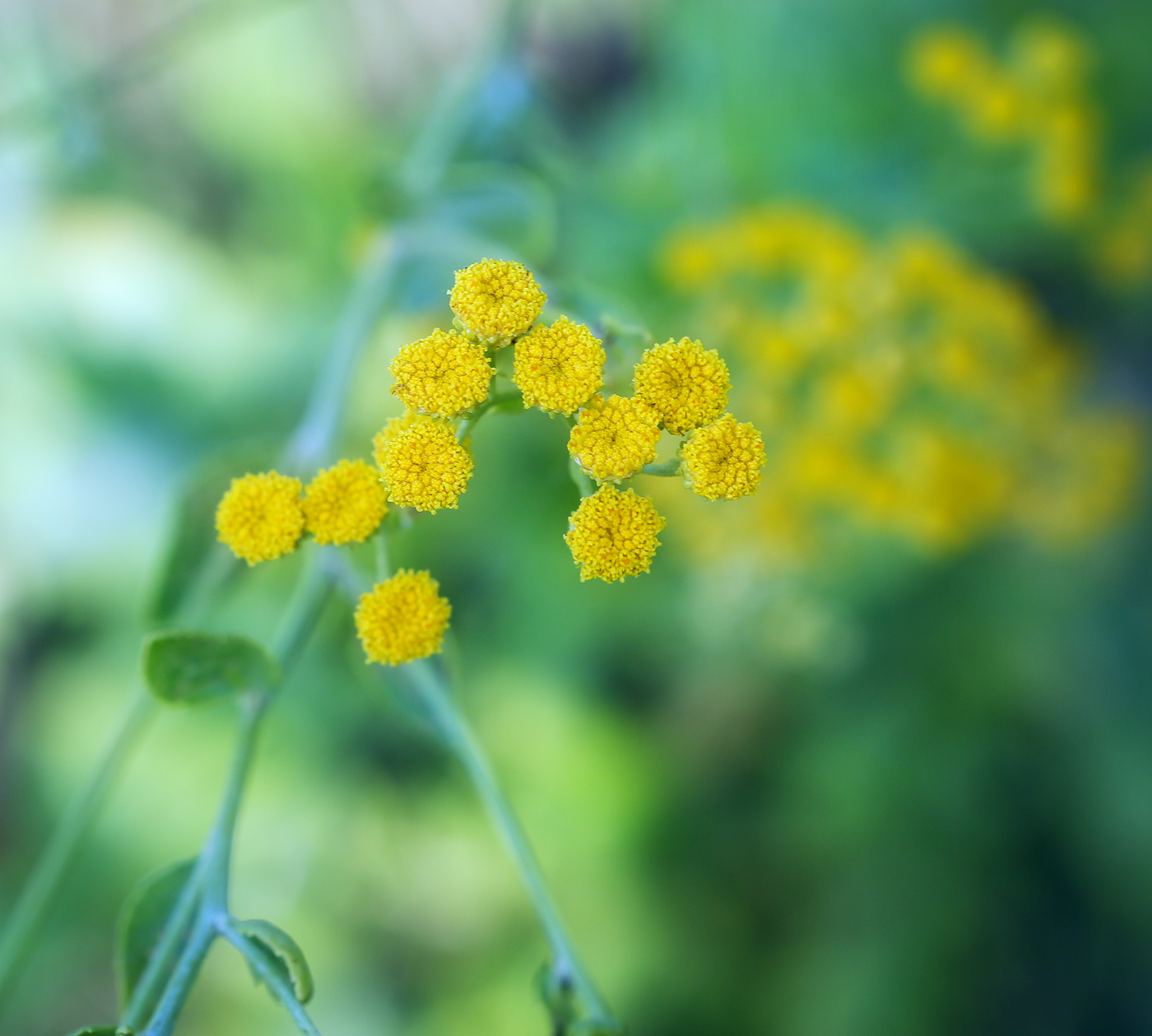 Image of Pyrethrum balsamita specimen.