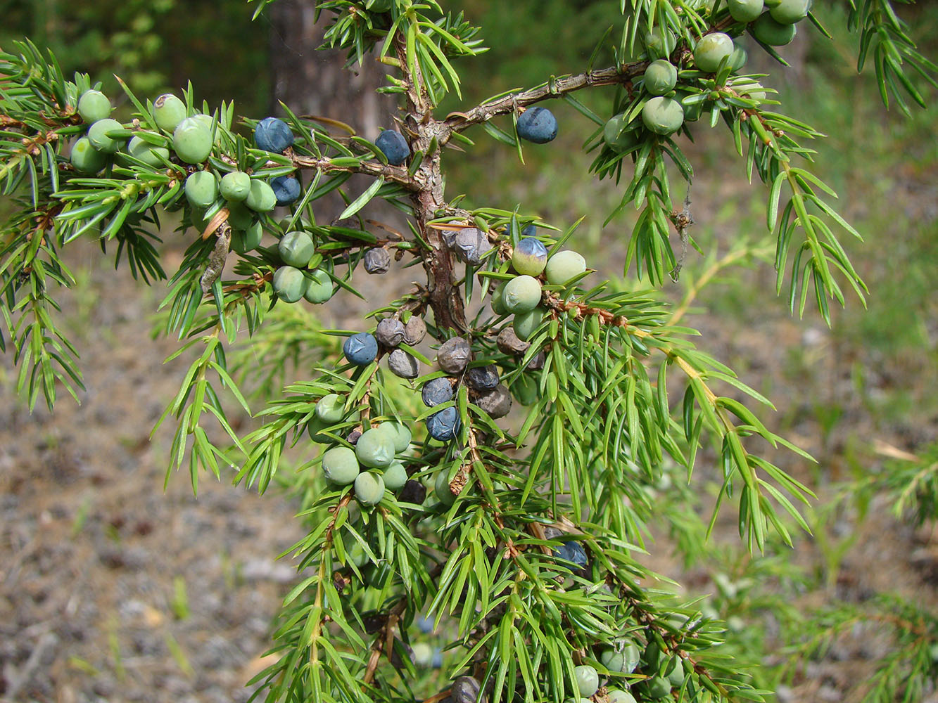 Image of Juniperus communis specimen.