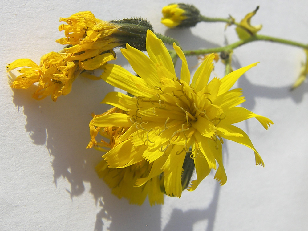 Image of Hieracium leptoprenanthes specimen.