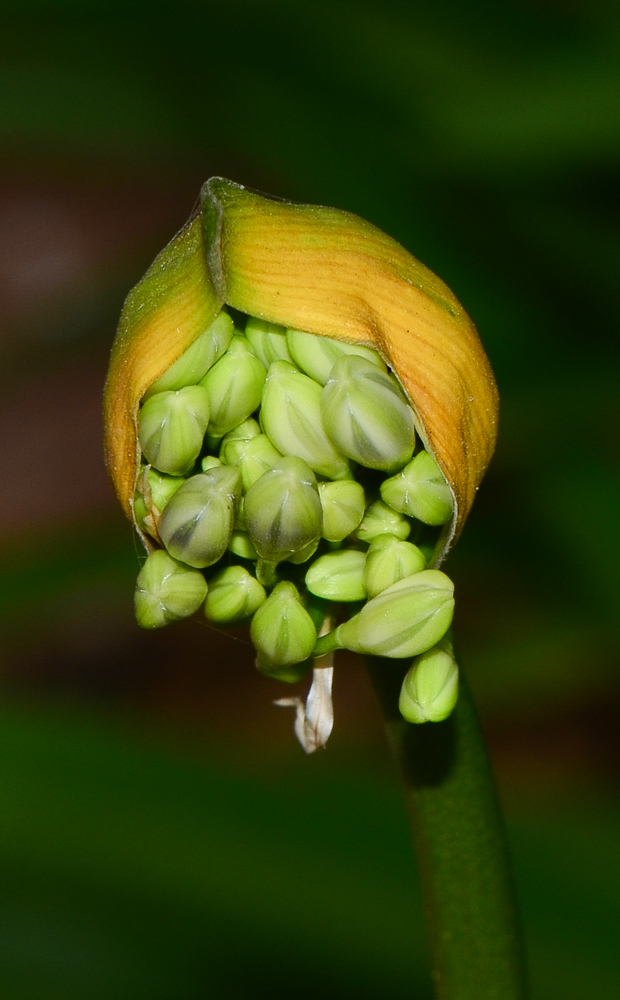 Image of Agapanthus africanus specimen.