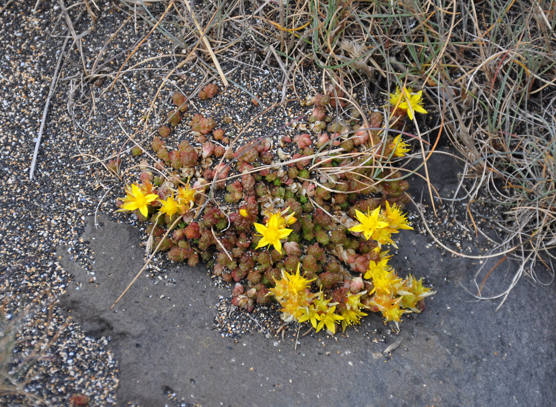 Image of Sedum acre specimen.