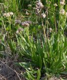 Antennaria lanata