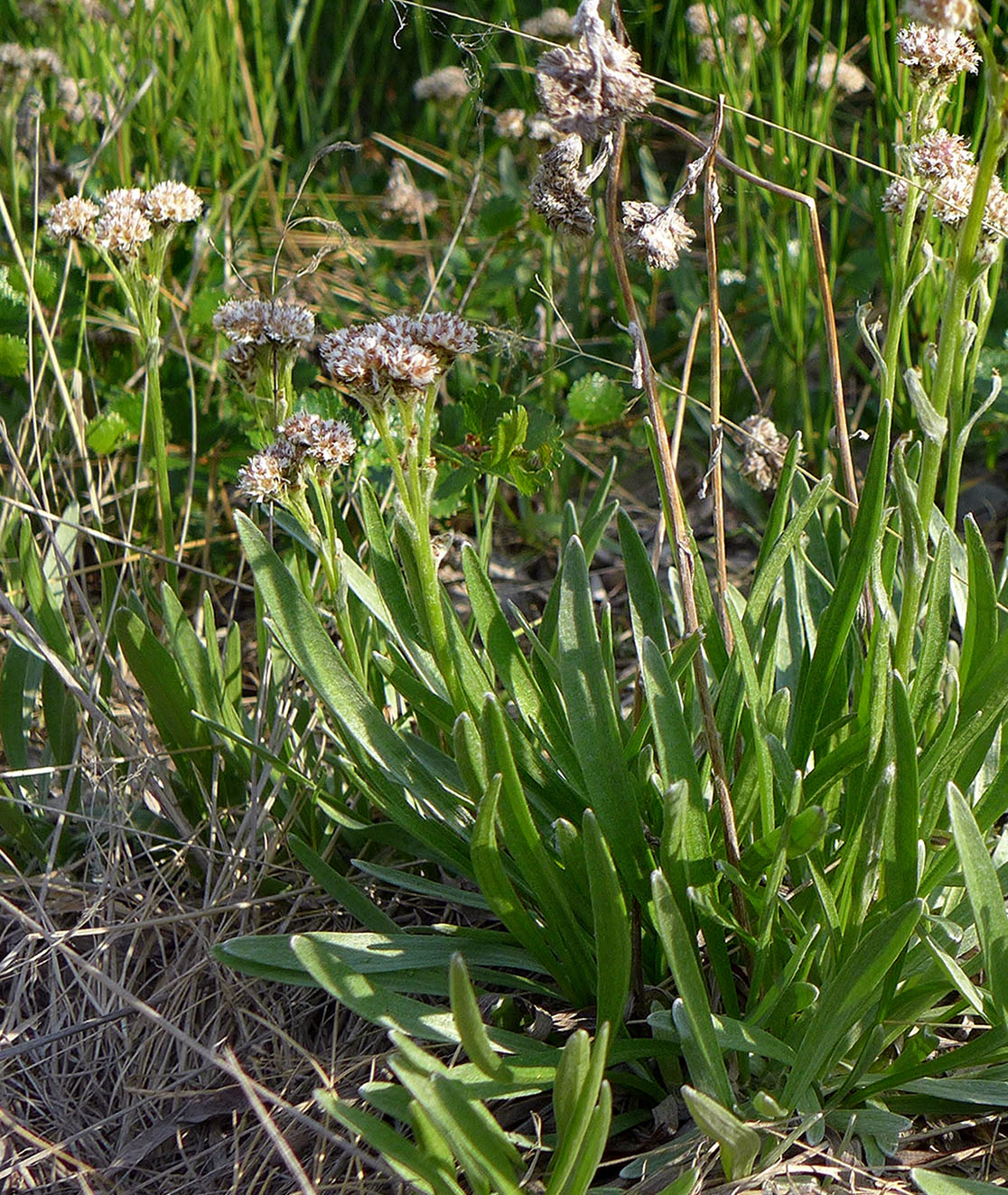 Изображение особи Antennaria lanata.