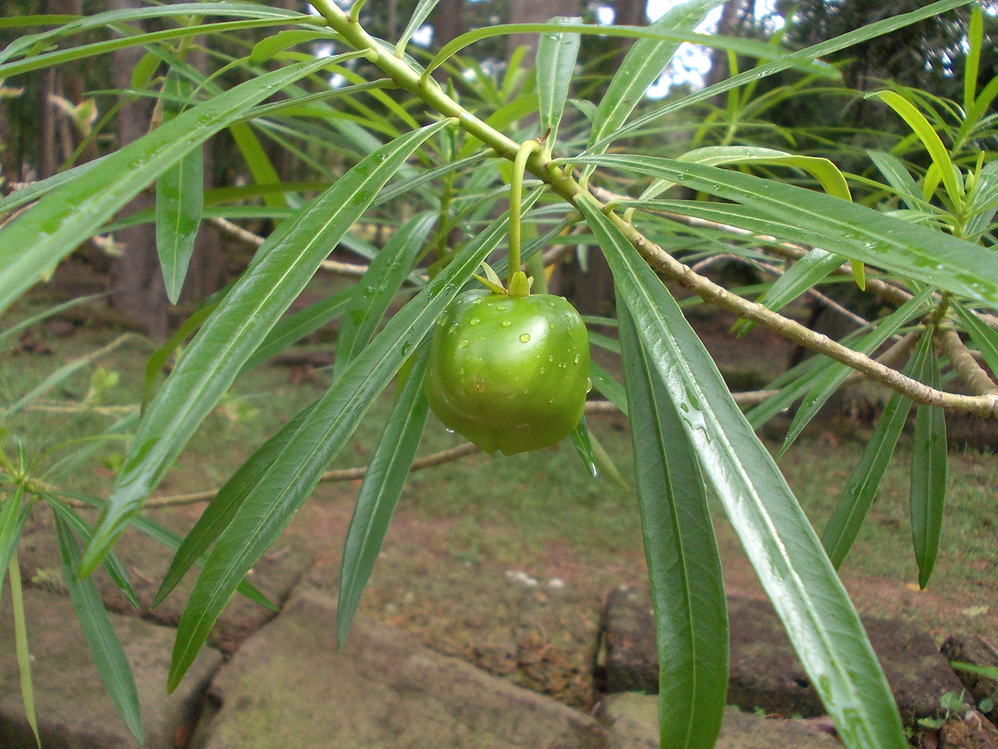 Изображение особи Thevetia peruviana.