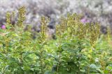 Filipendula ulmaria. Верхушки плодоносящих растений. Мурманская обл., п-ов Рыбачий, побережье губы Большая Мотка, приморский луг. 14.08.2016.