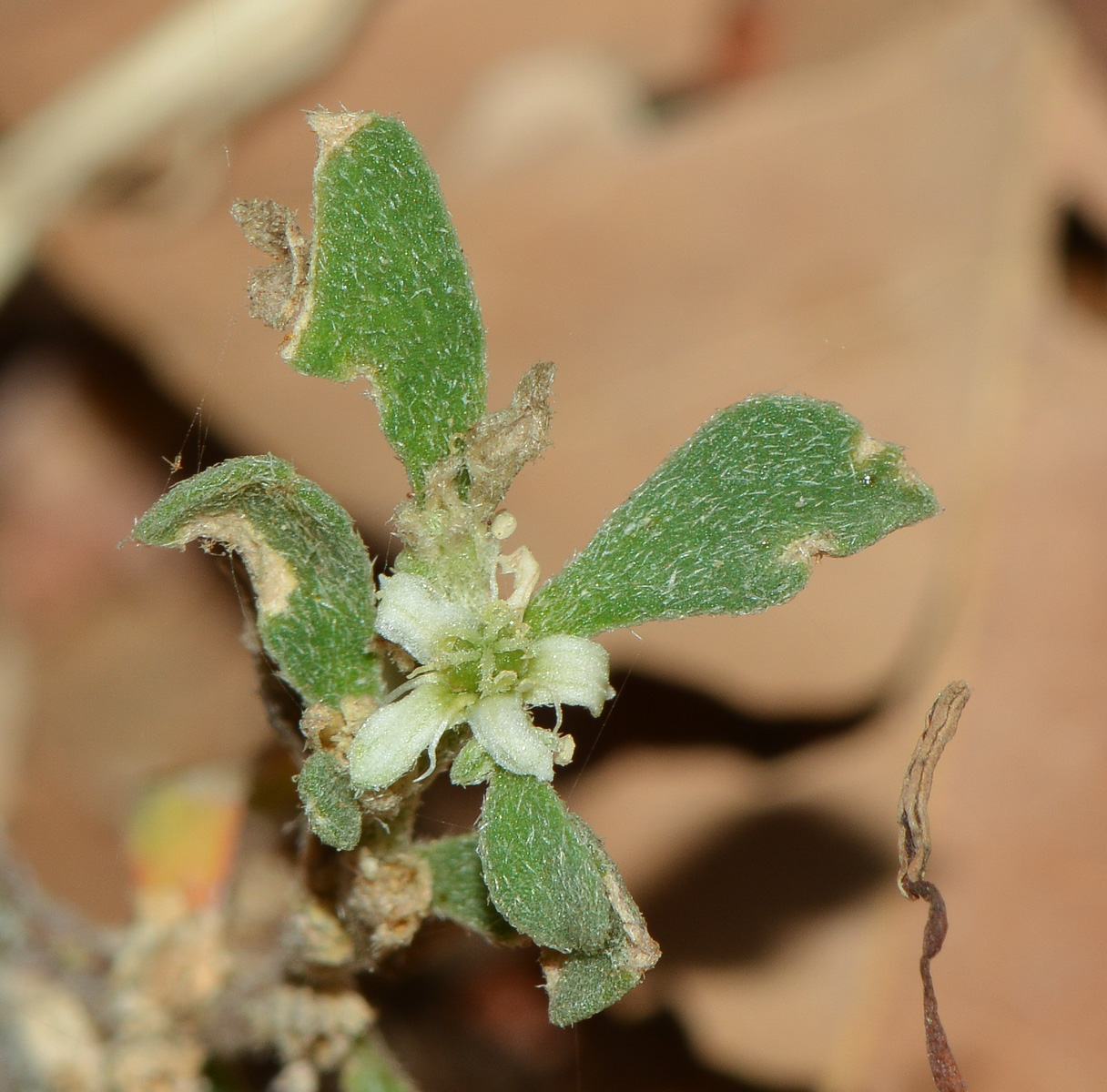 Image of Galenia pubescens specimen.