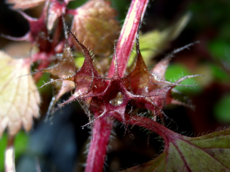 Image of Lamium purpureum specimen.