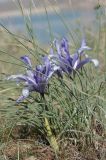 Iris tenuifolia. Цветущее растение. Казахстан, Алматинская обл. возле вдхр. Капчагай. 08.04.2012.