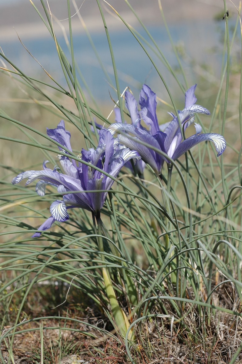 Изображение особи Iris tenuifolia.