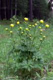 Trollius europaeus. Цветущие растения. Свердловская обл., окр. г. Североуральск, поляна в сосновом лесу. 05.06.2016.