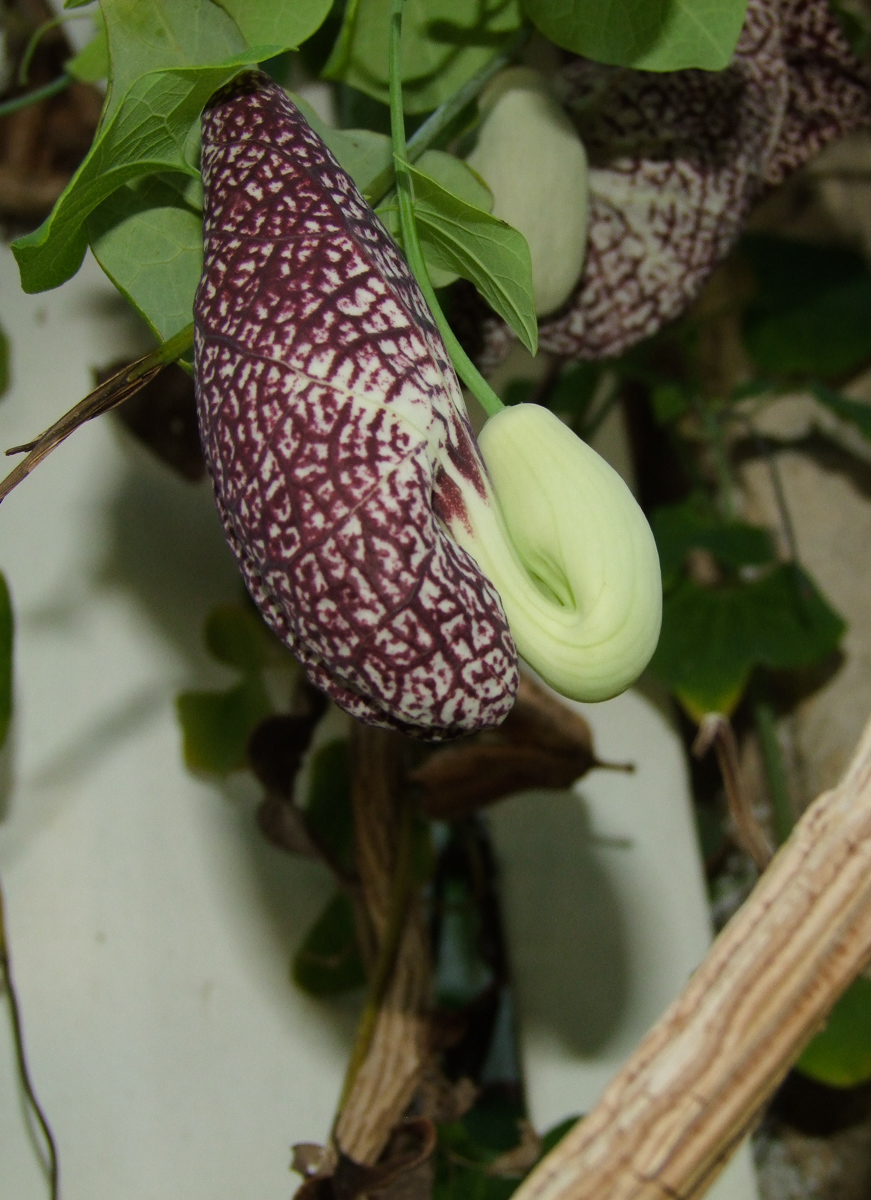 Изображение особи Aristolochia littoralis.