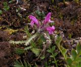 Pedicularis hirsuta. Цветущее растение. Красноярский край, п-ов Таймыр, горы Бырранга, долина р. Южная, каменистый участок. 10.08.2016.