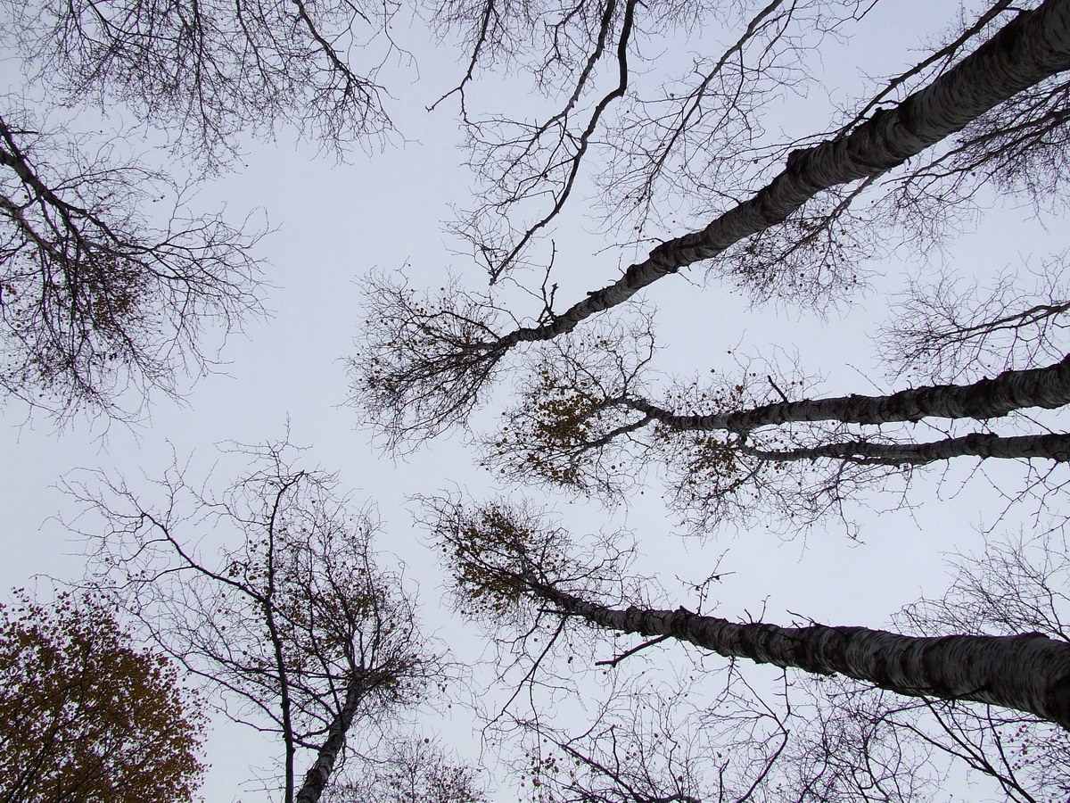 Image of genus Betula specimen.