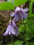 Soldanella montana. Соцветие. Украина, Ивано-Франковская обл., Верховинский р-н, хребет Черногора, ольховое криволесье, 1300-1400 м н.у.м. 4 июня 2009 г.