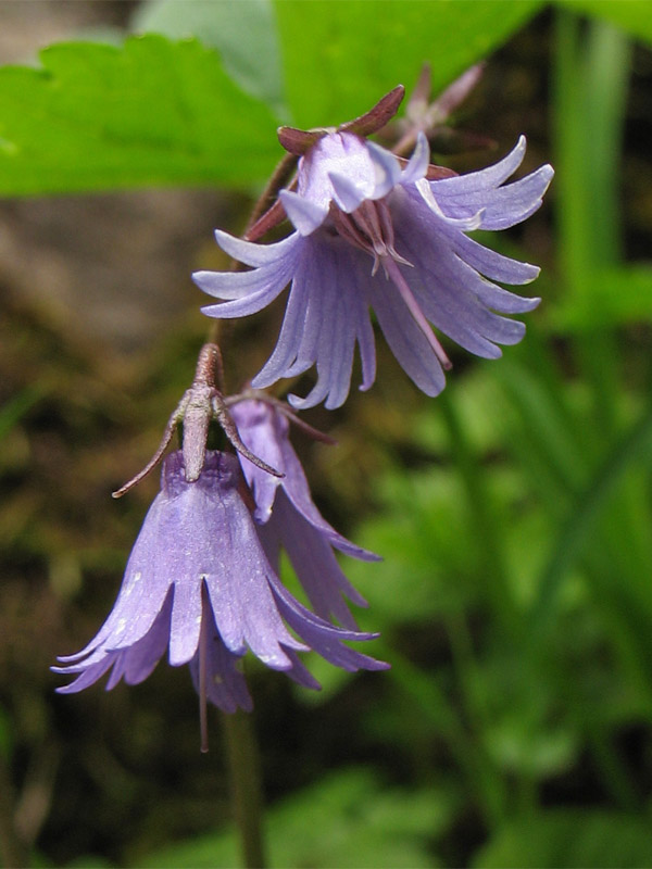 Image of Soldanella montana specimen.