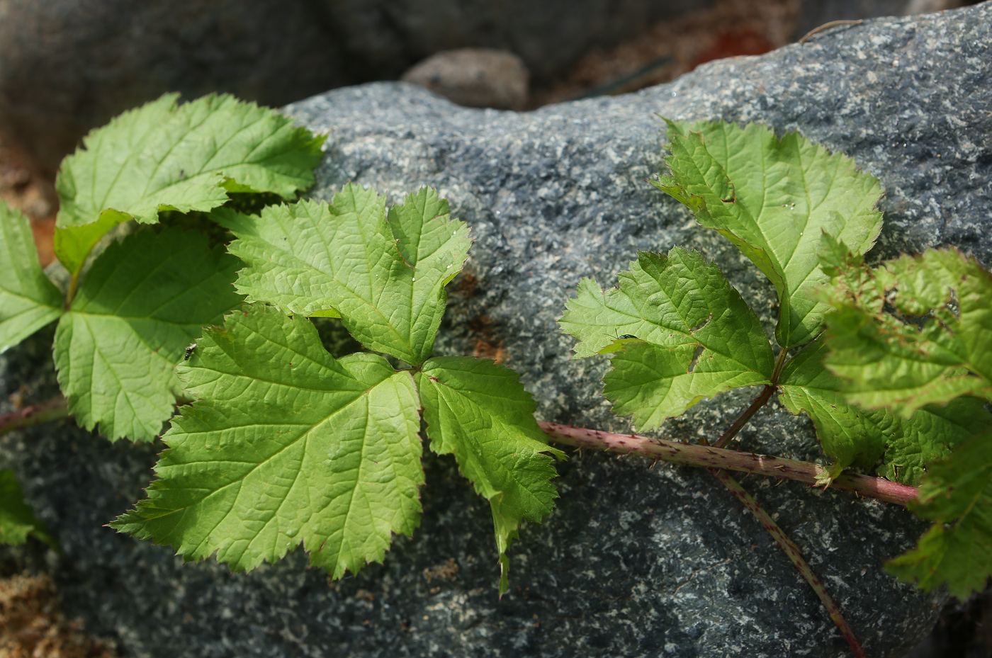 Изображение особи Rubus caesius.