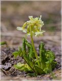 Primula pallasii