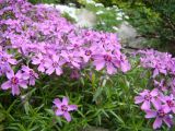 Phlox subulata. Цветущие растения. Пенза, Ботанический сад ПГУ, в культуре. 11 мая 2016 г.