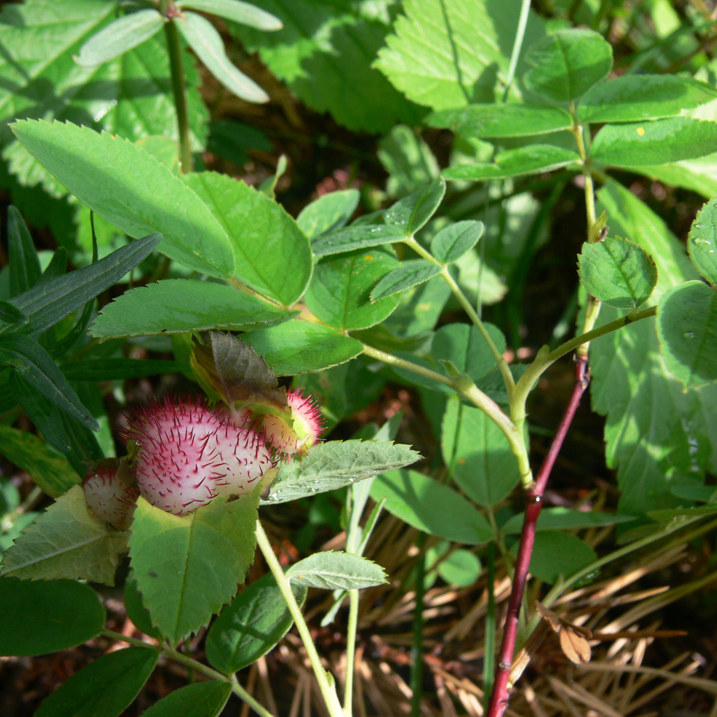 Image of Rosa cinnamomea specimen.