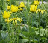 Doronicum macrophyllum. Верхушки растения с соцветиями. Санкт-Петербург, парк Ботанического института, коллекционный участок. 09.06.2009.