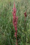 Rumex pseudonatronatus. Соплодие. Амурская обл., Бурейский р-н, окр. с. Виноградовка, долина р. Асташиха, разнотравный луг. 25.07.2016.