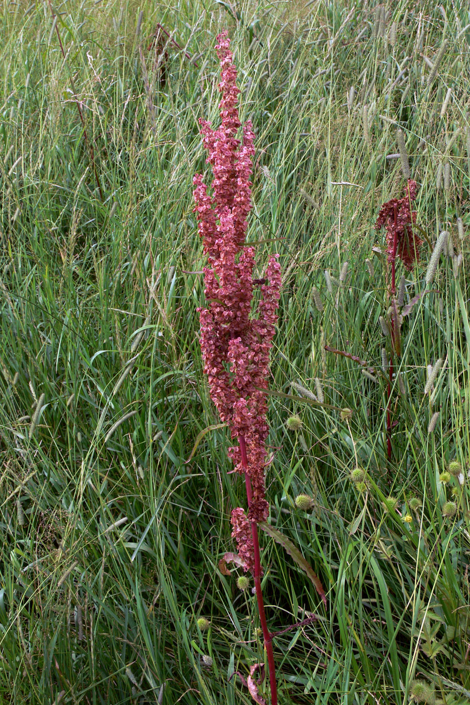 Изображение особи Rumex pseudonatronatus.