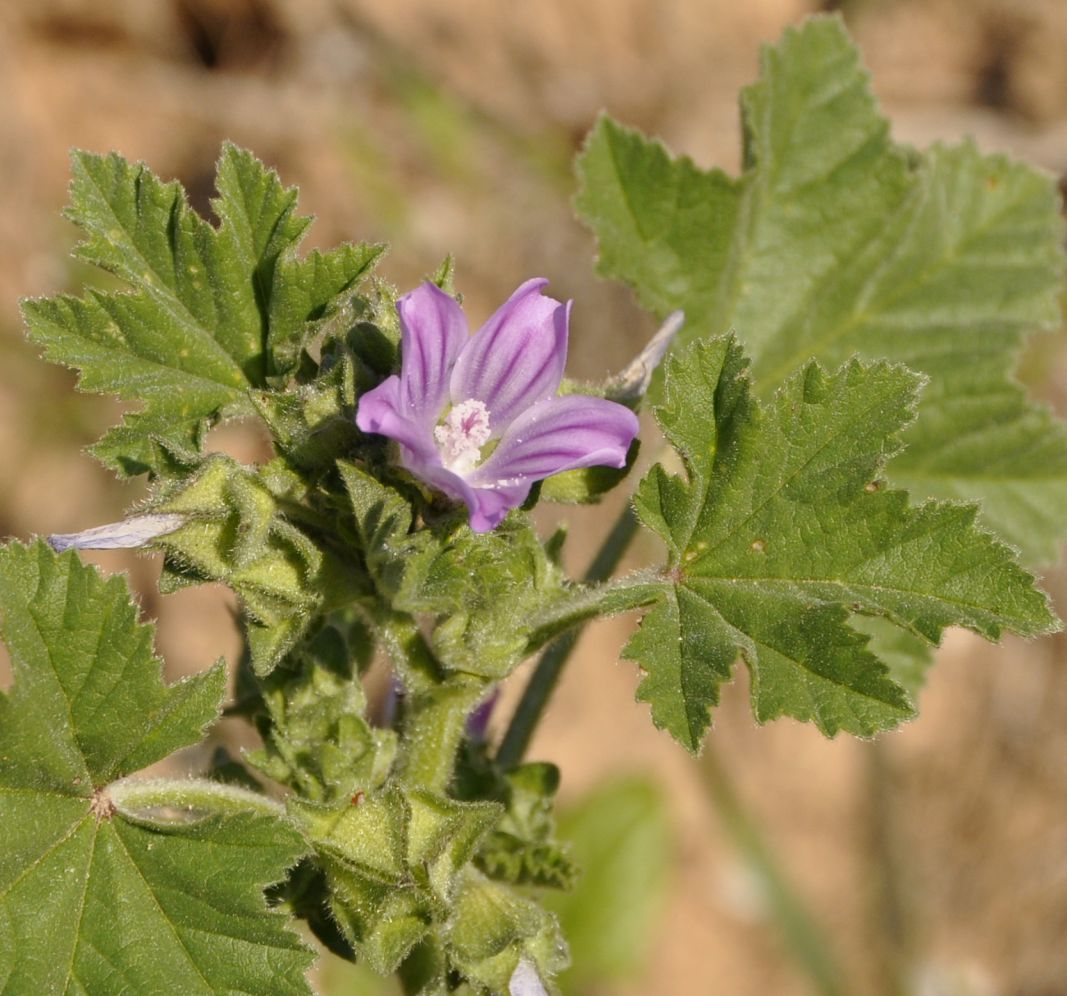 Изображение особи Malva nicaeensis.