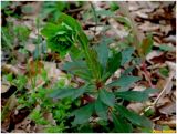 Euphorbia amygdaloides