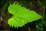 Campanula trachelium. Нижний лист. Республика Татарстан, Верхнеуслонский район, 23.06.2008.