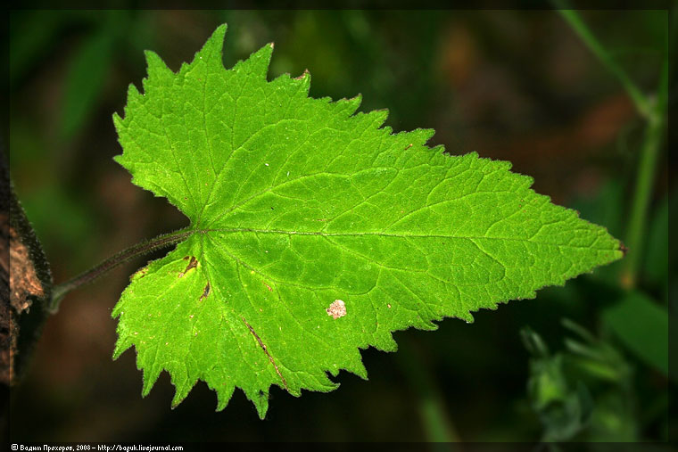 Image of Campanula trachelium specimen.