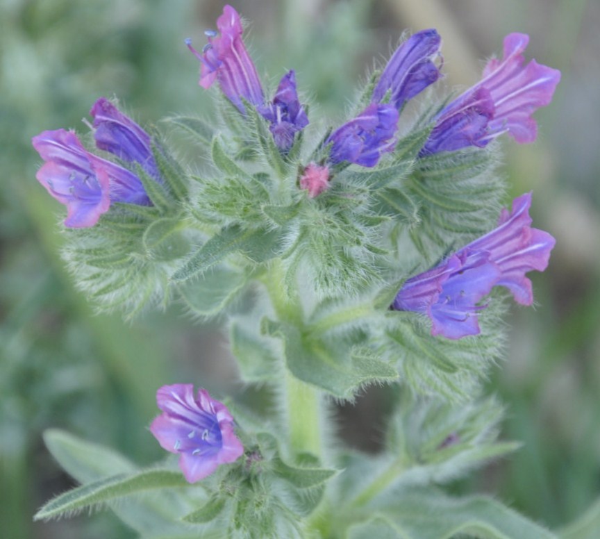 Image of Echium plantagineum specimen.