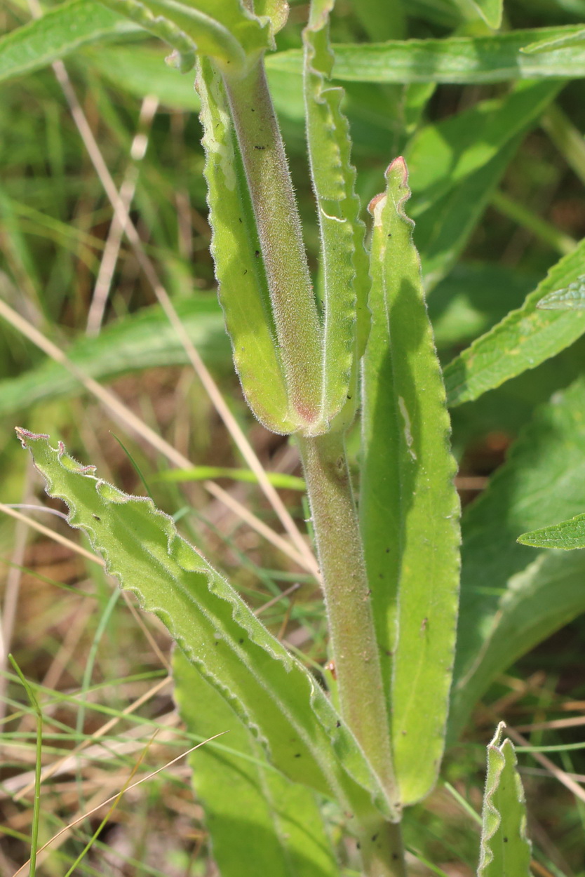 Image of Silene viscosa specimen.