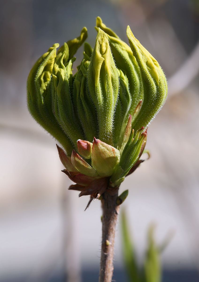 Image of Rhododendron &times; gandavense specimen.