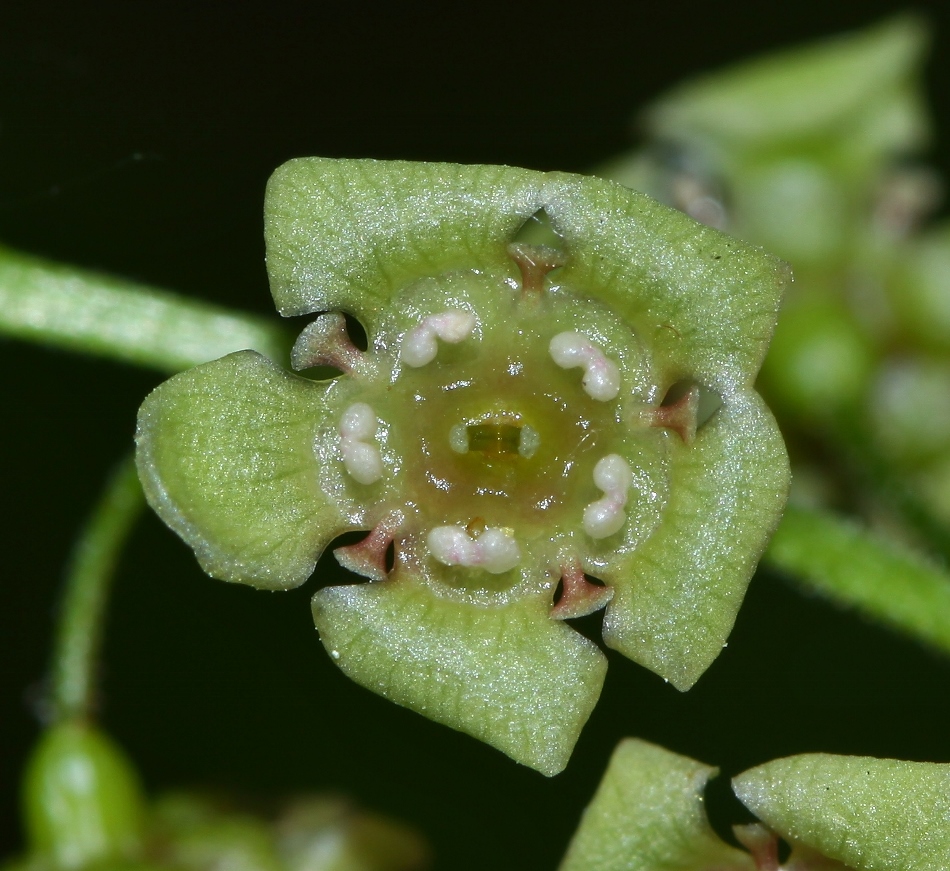 Image of Ribes triste specimen.