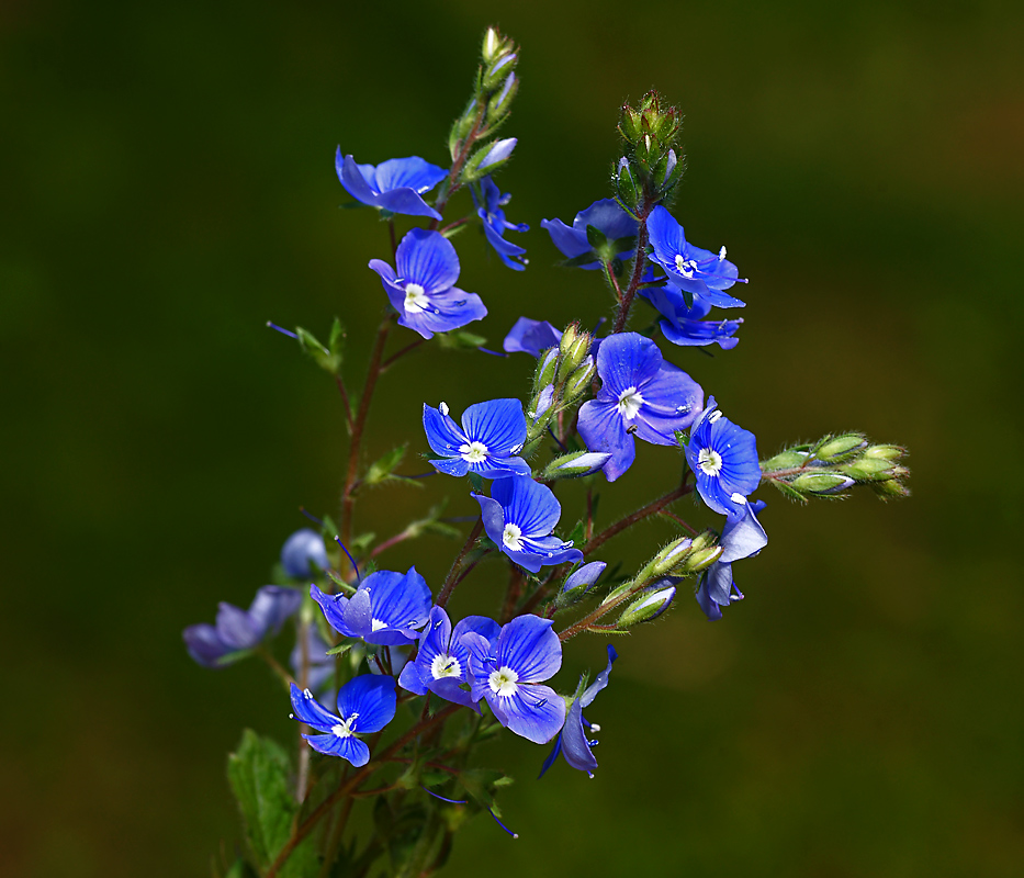 Image of Veronica chamaedrys specimen.