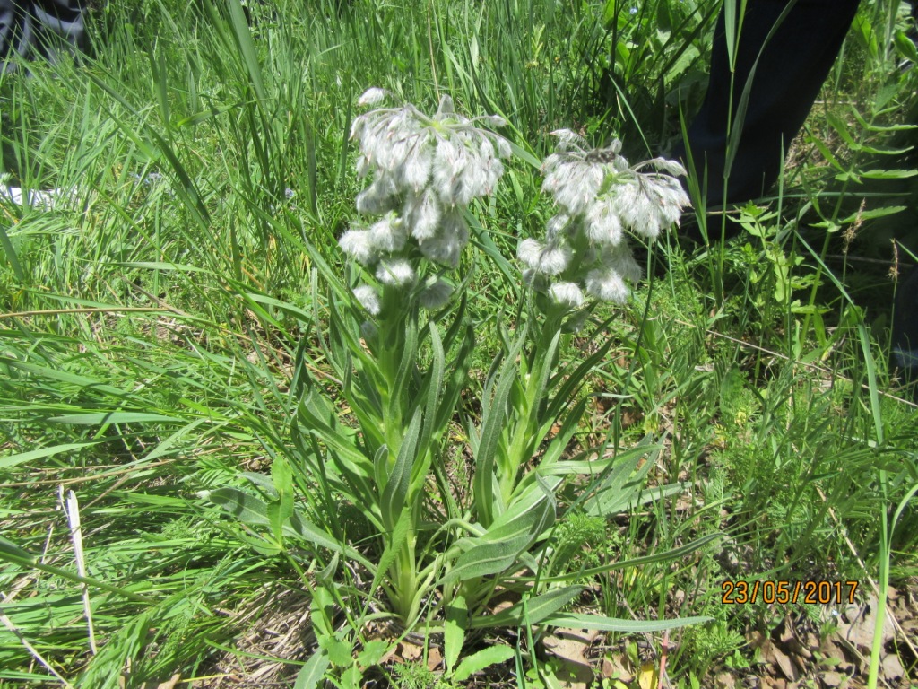 Image of Rindera lanata specimen.