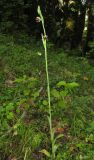 Ophrys oestrifera