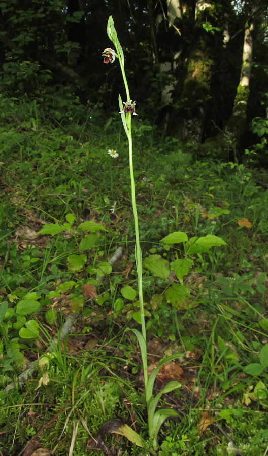 Изображение особи Ophrys oestrifera.