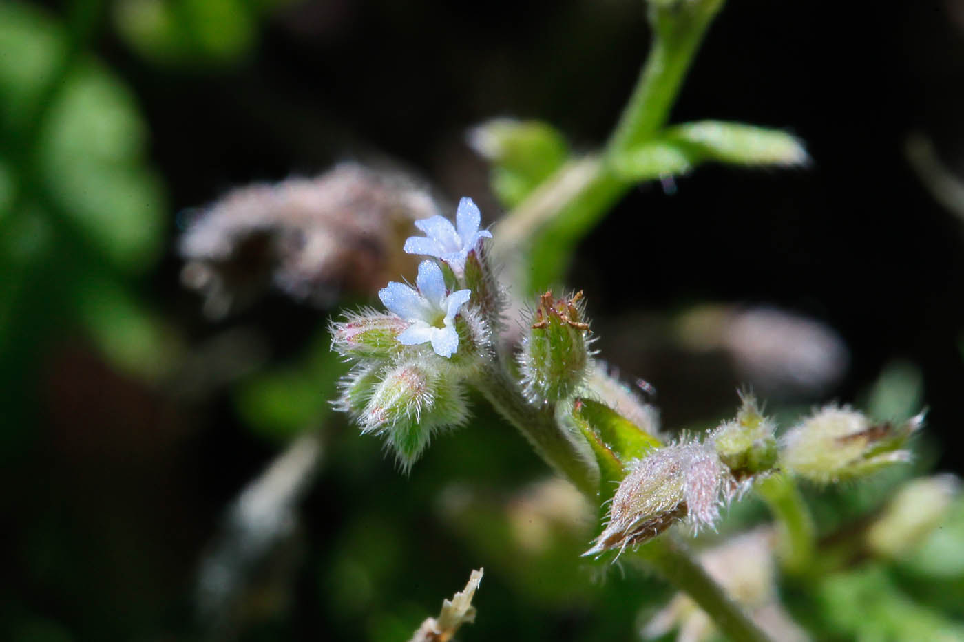 Image of Myosotis micrantha specimen.