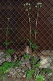 Valeriana officinalis