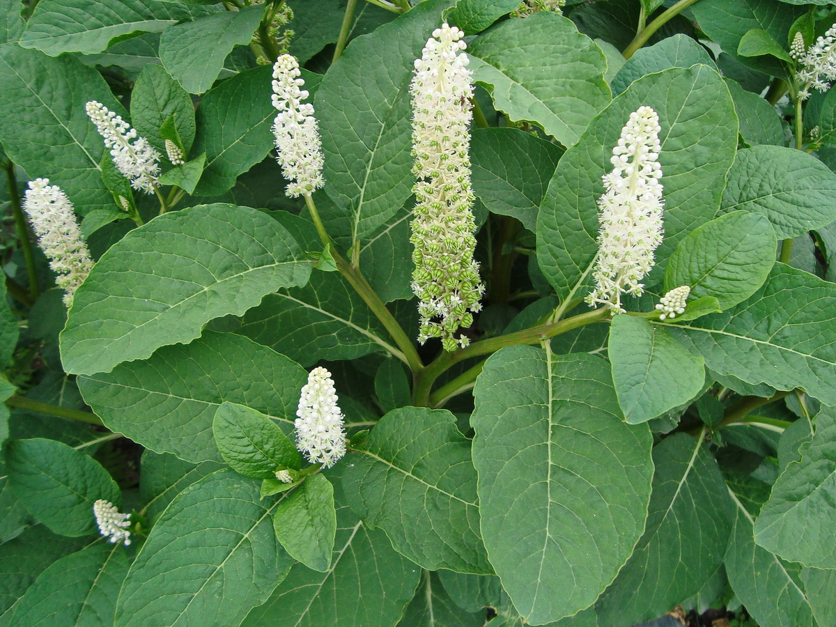 Изображение особи Phytolacca acinosa.